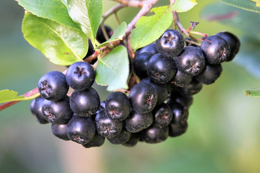 Aronia Berries, Organic, Health & Beauty from Country Life Natural Foods