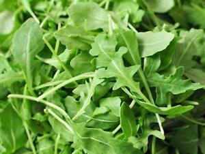 Herb Arugula, Roquette Seeds by Papaws Garden Supply
