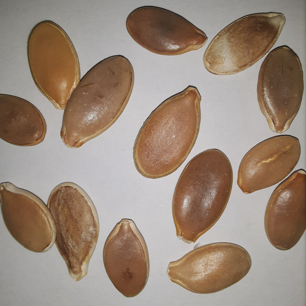 Atlantic Giant Pumpkin Seeds, image 2 of 5