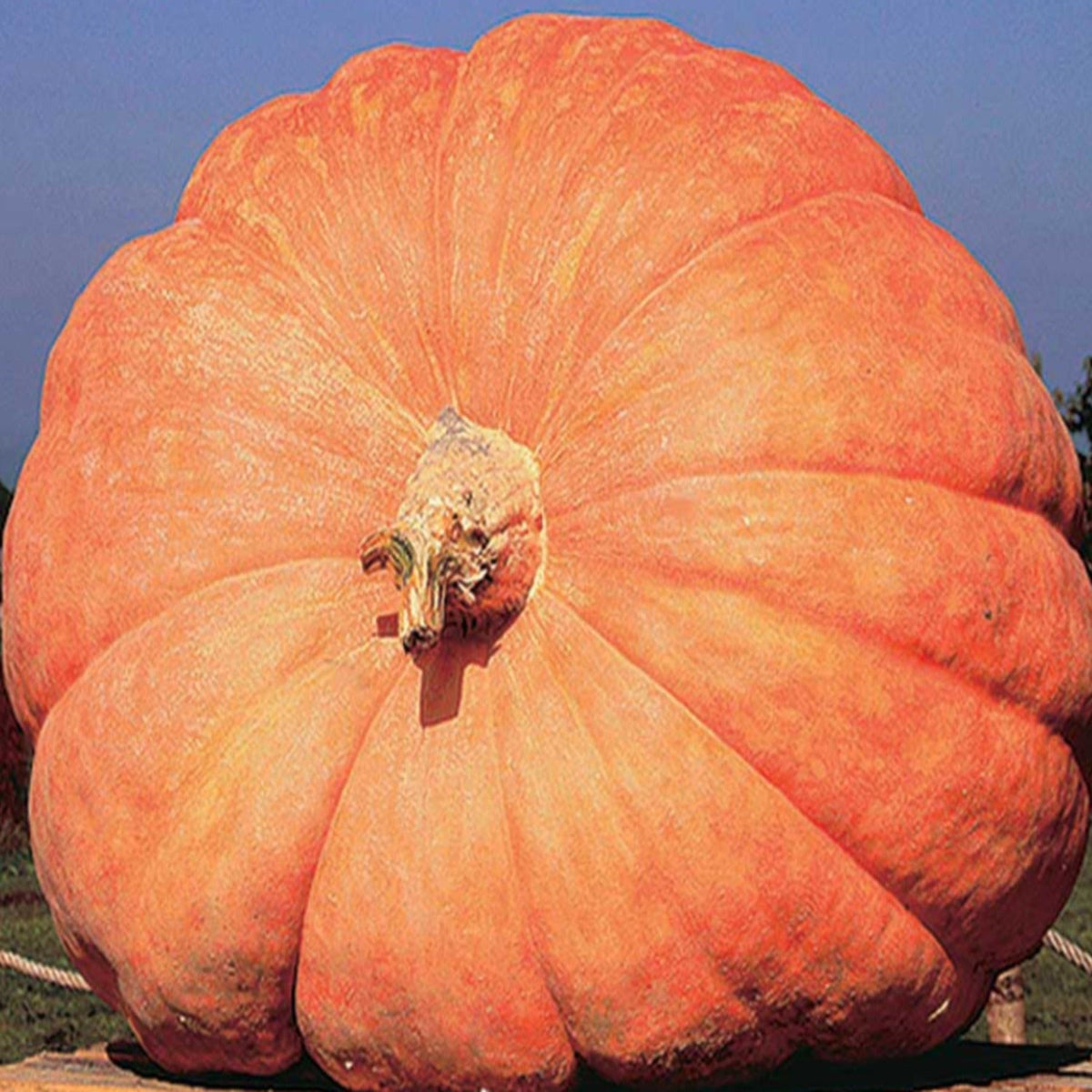 Atlantic Giant Pumpkin Seeds by Papaws Garden Supply