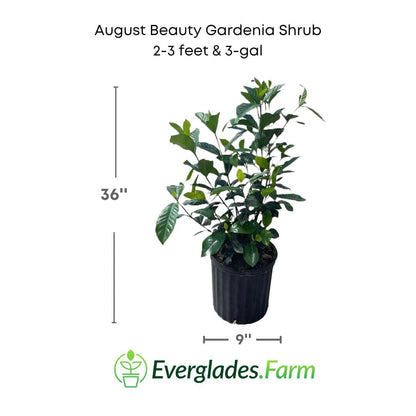 August Beauty Gardenia Shrub white flower from Everglades Farm