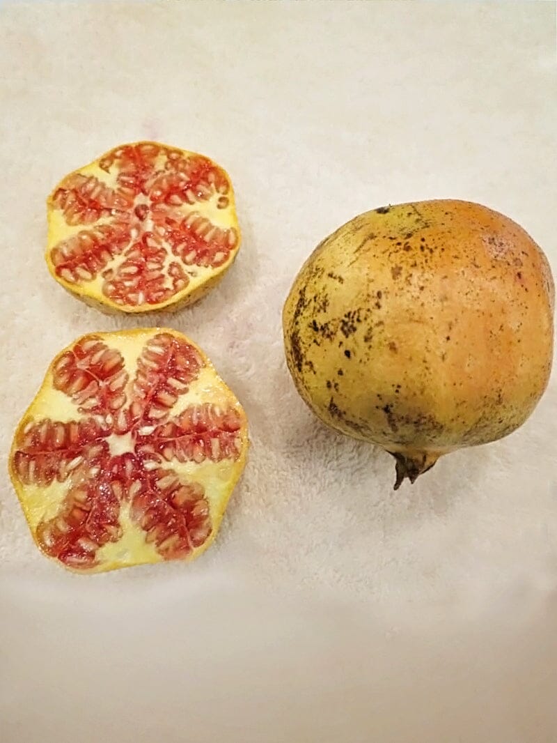 Azadi Pomegranate Tree from Everglades Farm