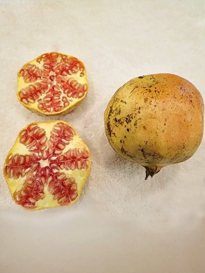 Azadi Pomegranate Tree from Everglades Farm