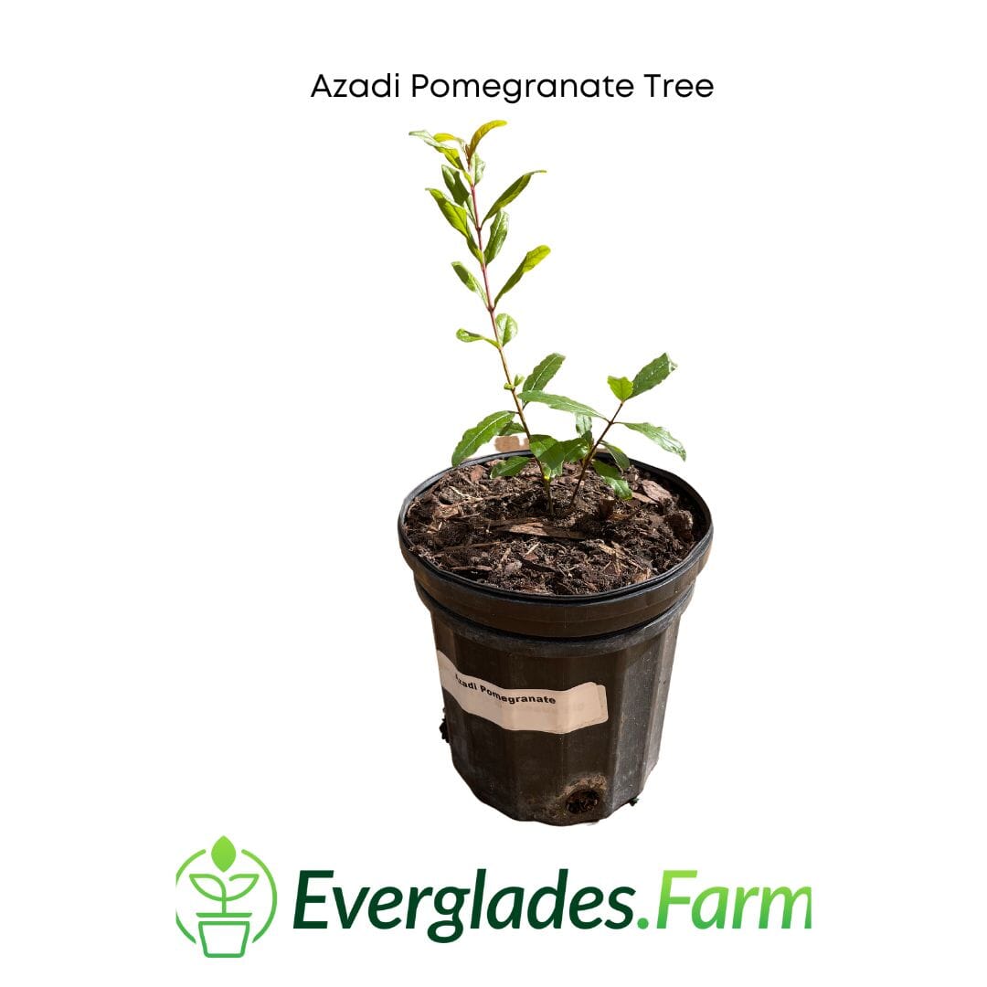 Azadi Pomegranate Tree from Everglades Farm