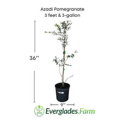 Azadi Pomegranate Tree from Everglades Farm