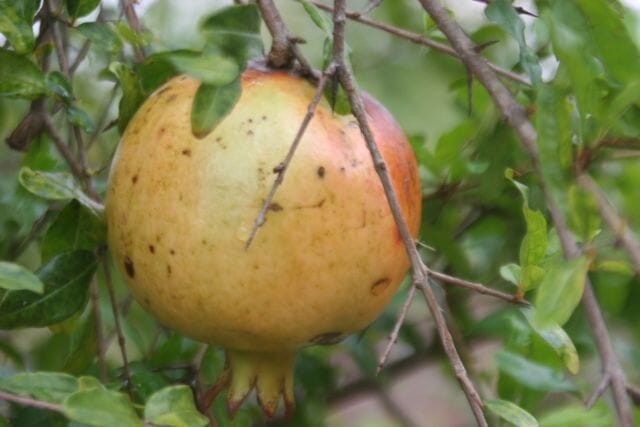 Azadi Pomegranate Tree from Everglades Farm