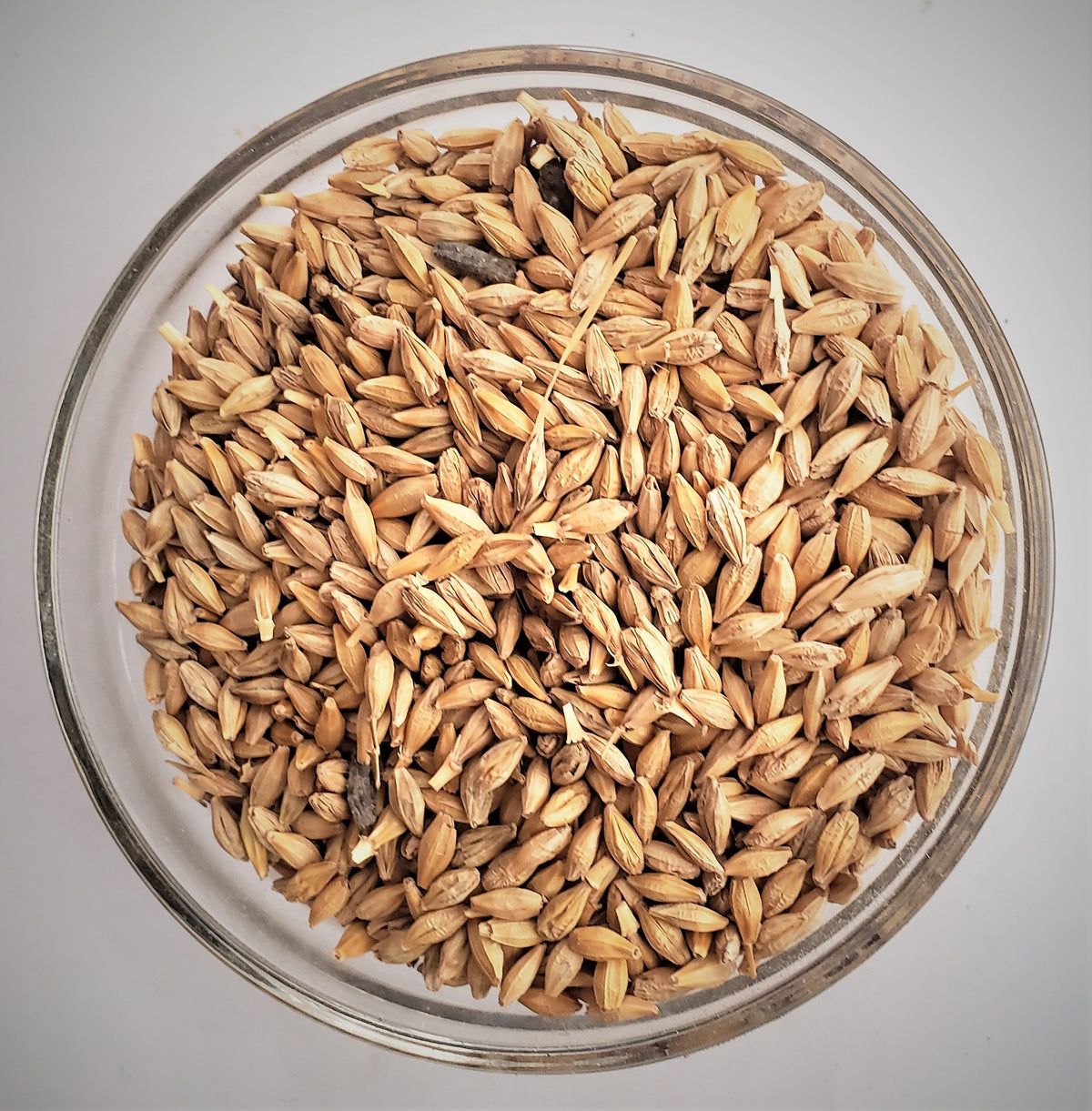 Barley Seed OG, Garden from The Soil Makers
