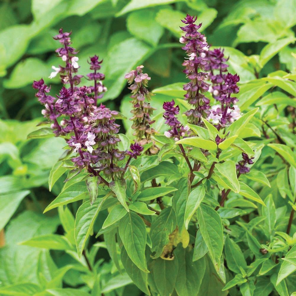 Blue Spice Basil by MIgardener