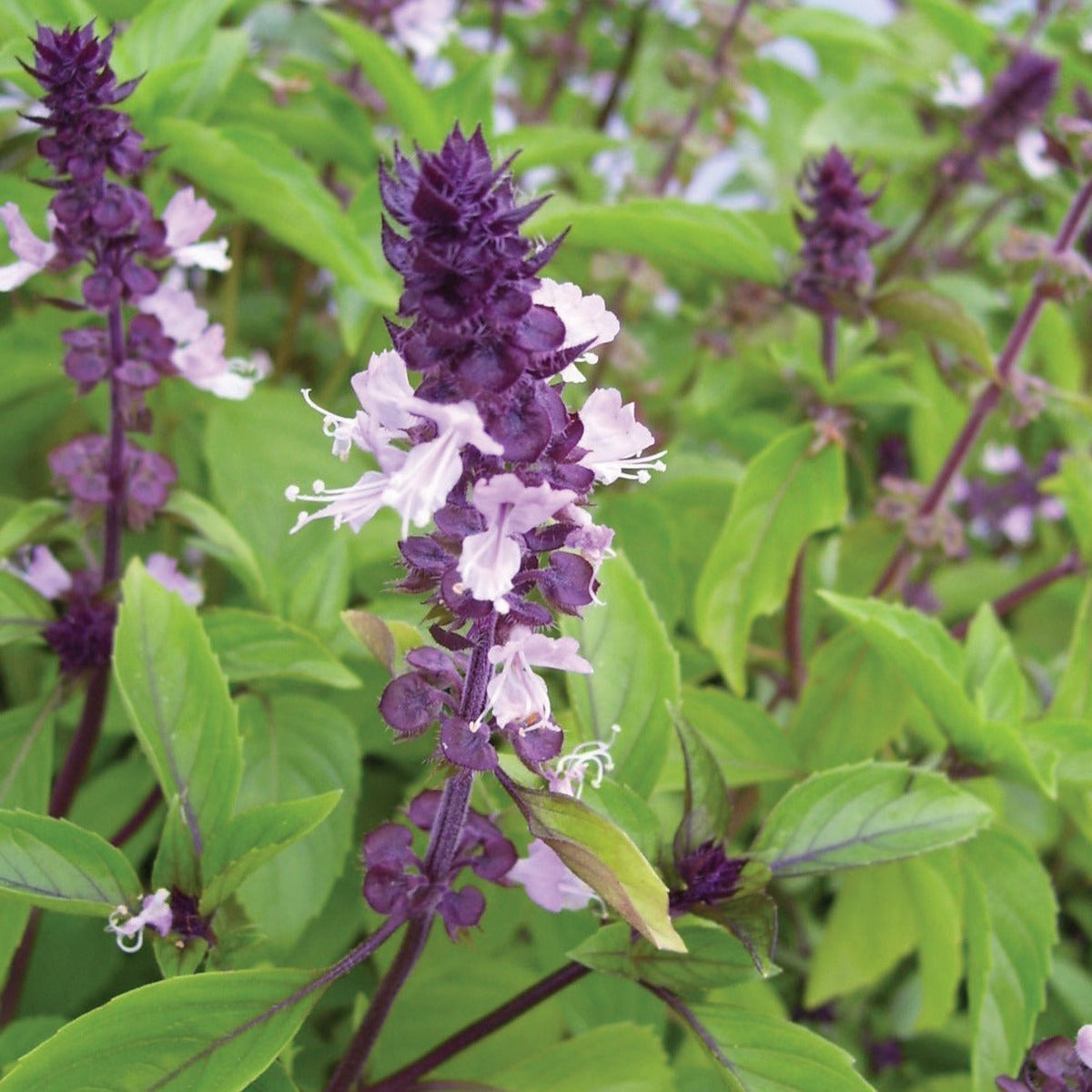 Cinnamon Basil by MIgardener