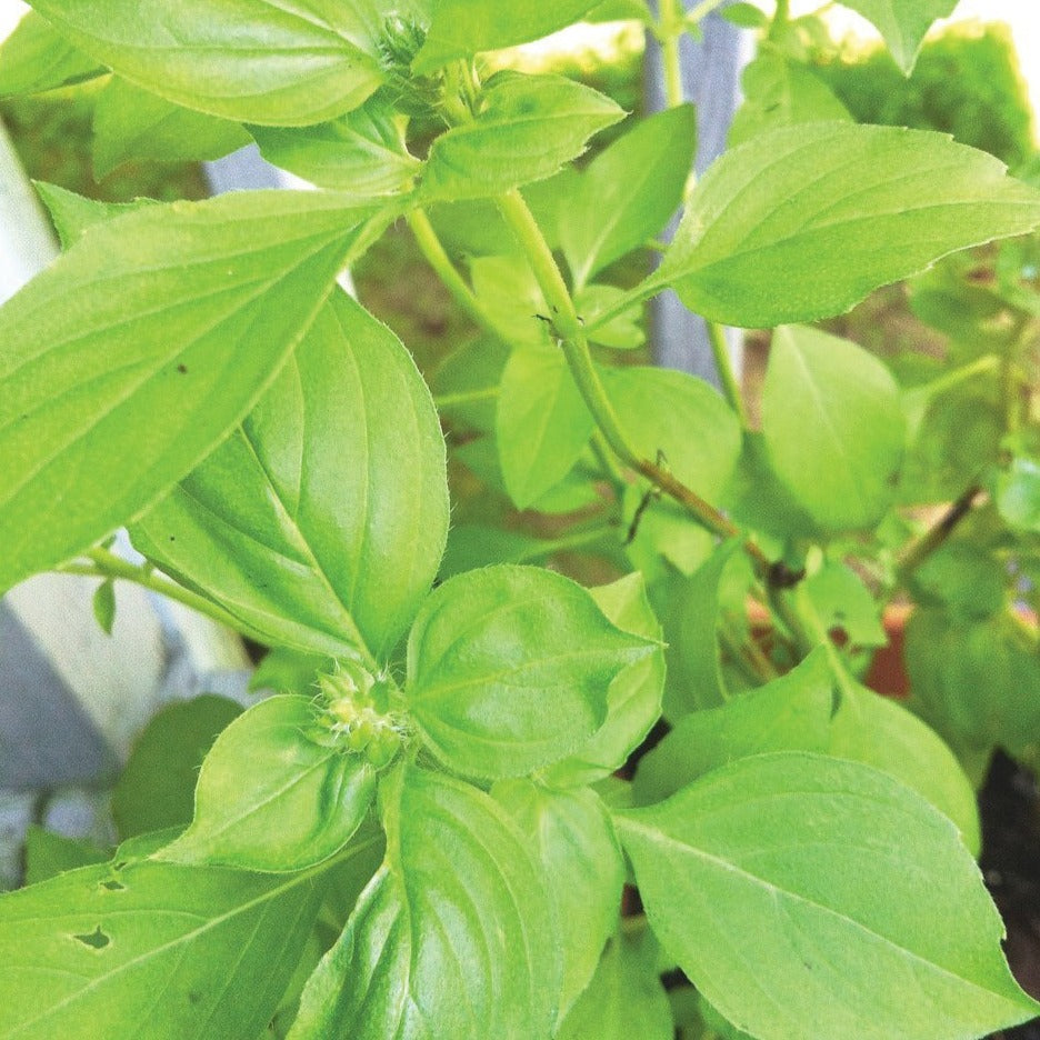 Lime Basil by MIgardener