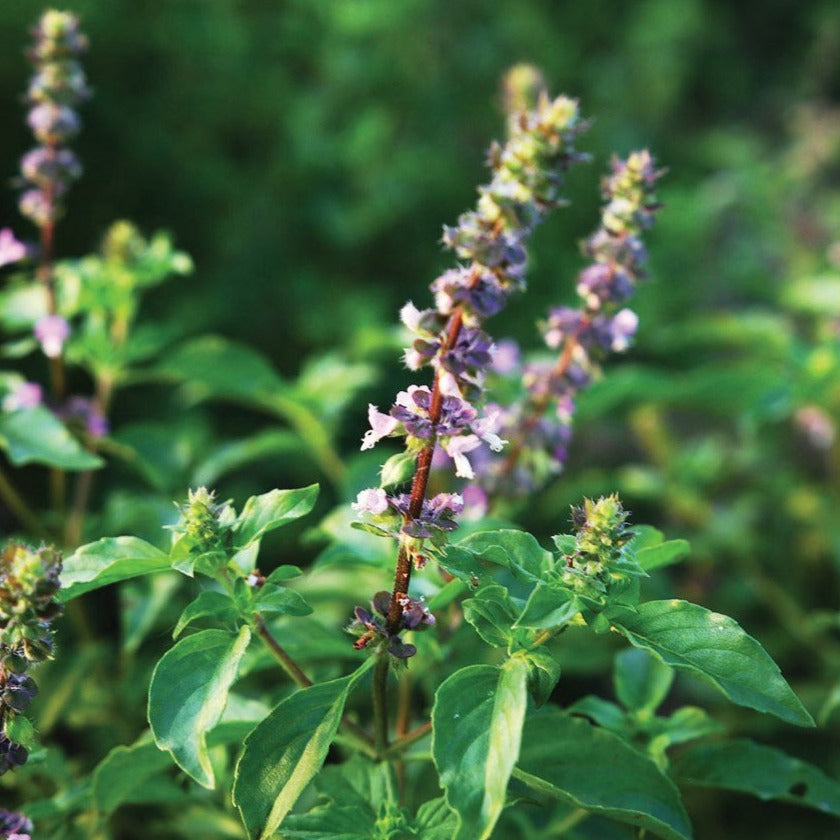 Holy Basil (Tulsi) by MIgardener