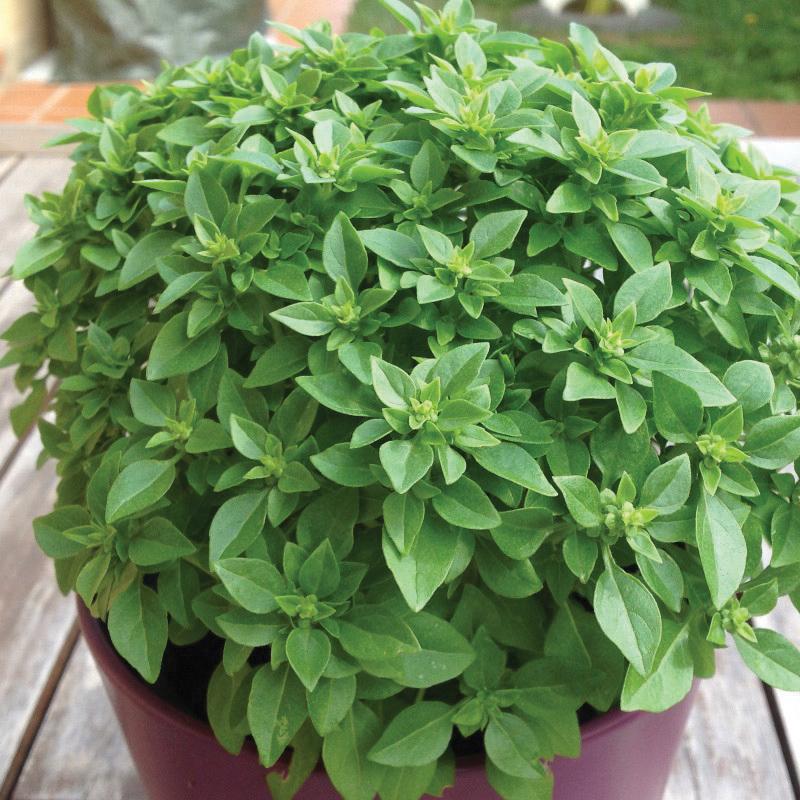 Dwarf Greek Basil by MIgardener