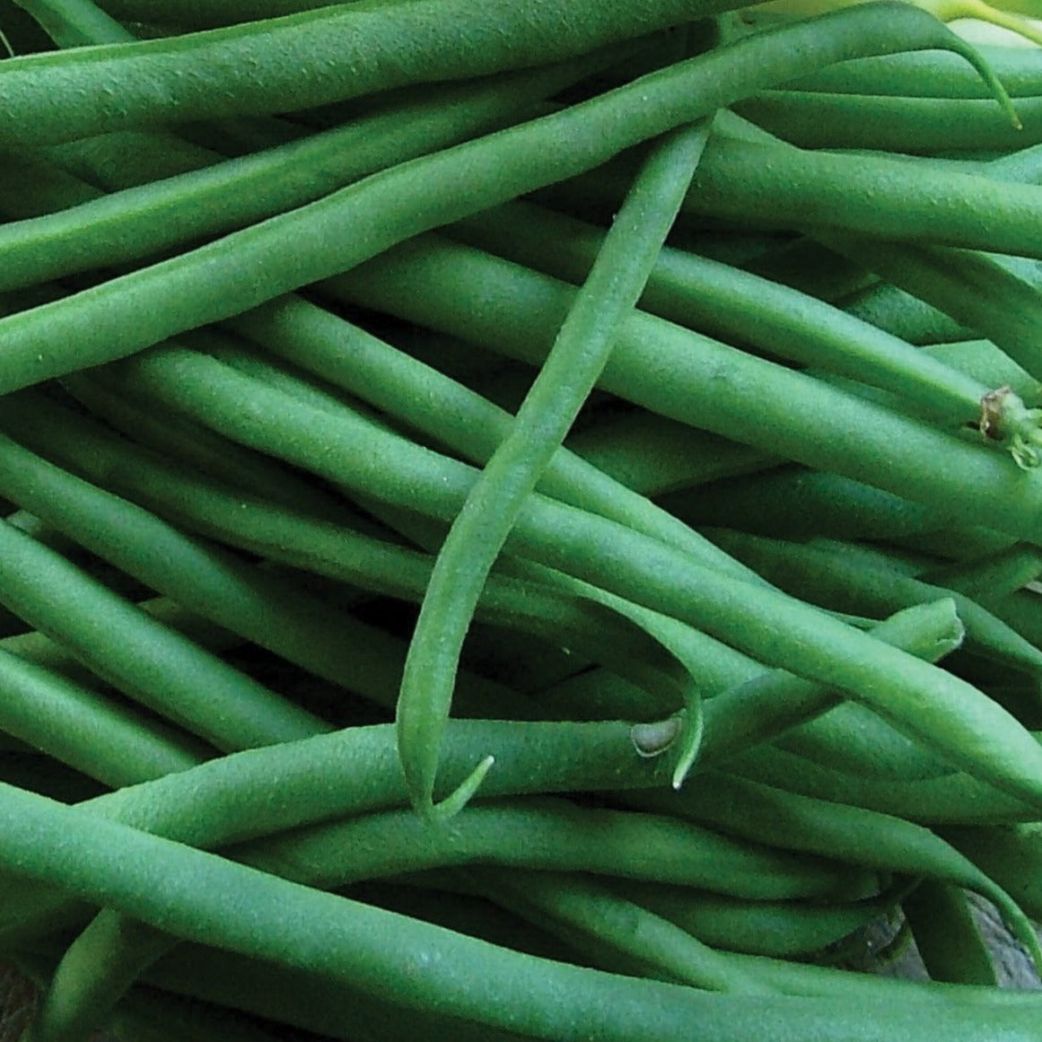 Jade Bean (Bush) by MIgardener