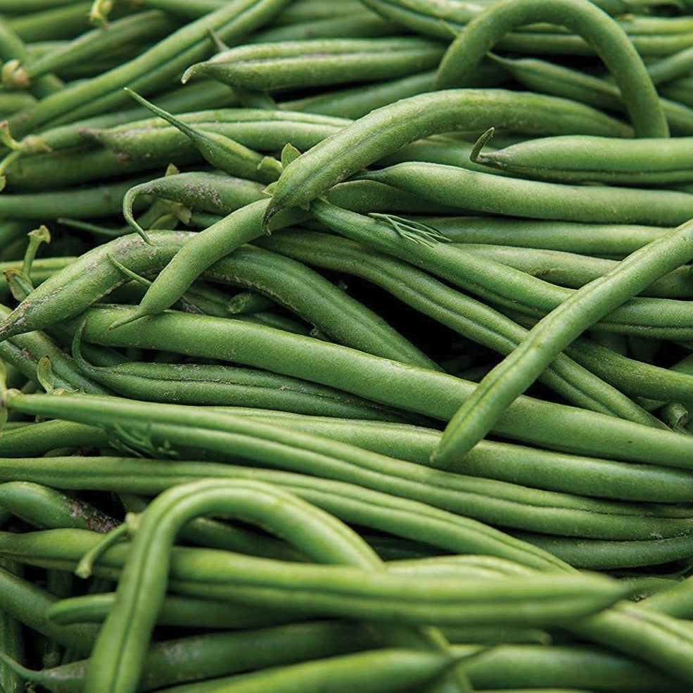 Blue Lake Pole Bean by MIgardener
