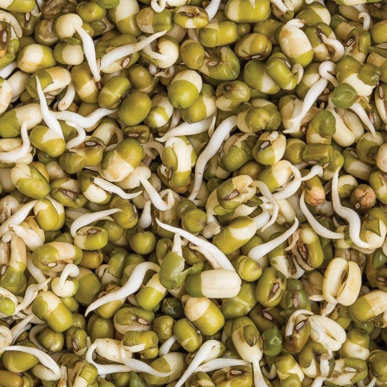 Mung Bean (Bush) by MIgardener