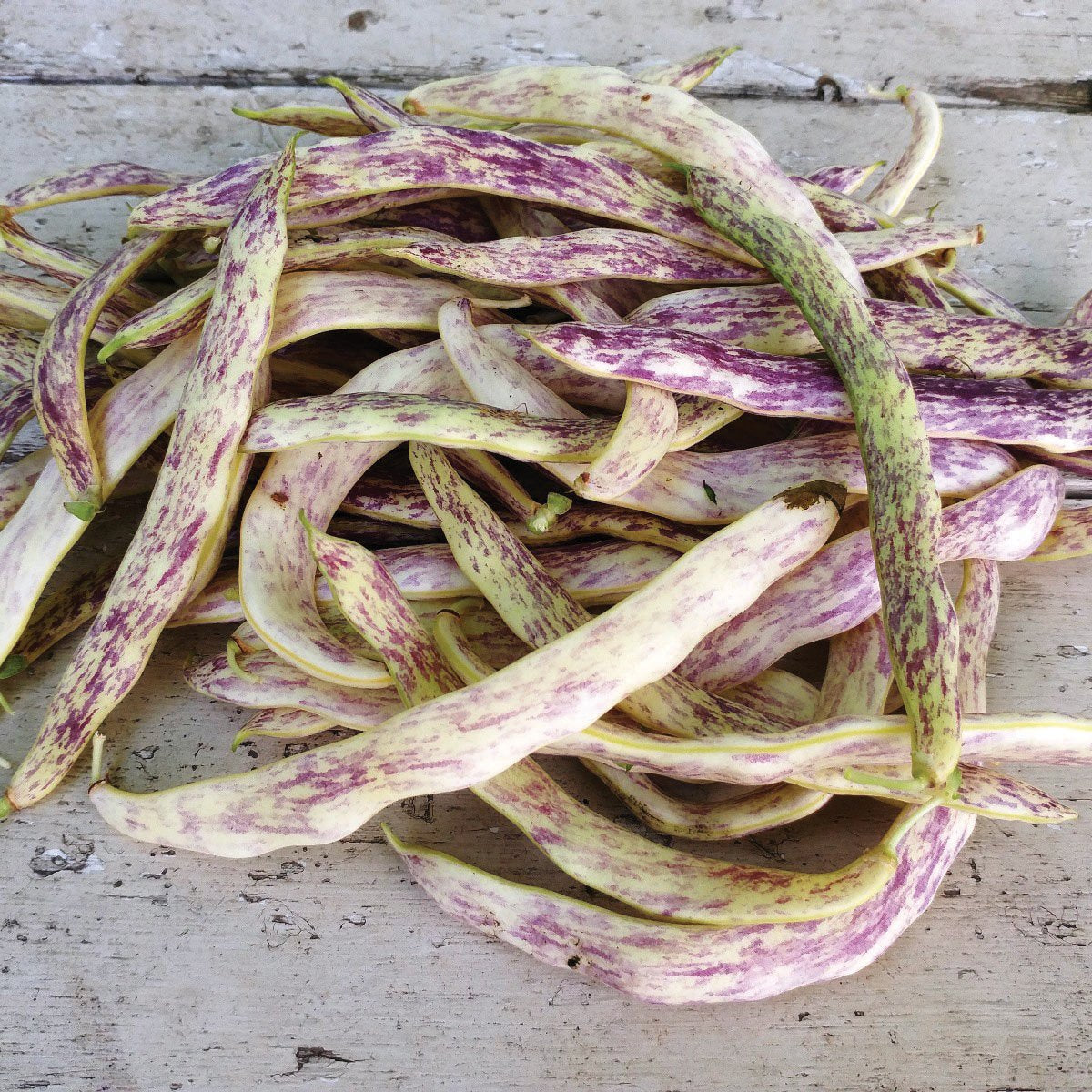 Dragon's Tongue Bean (Bush) by MIgardener
