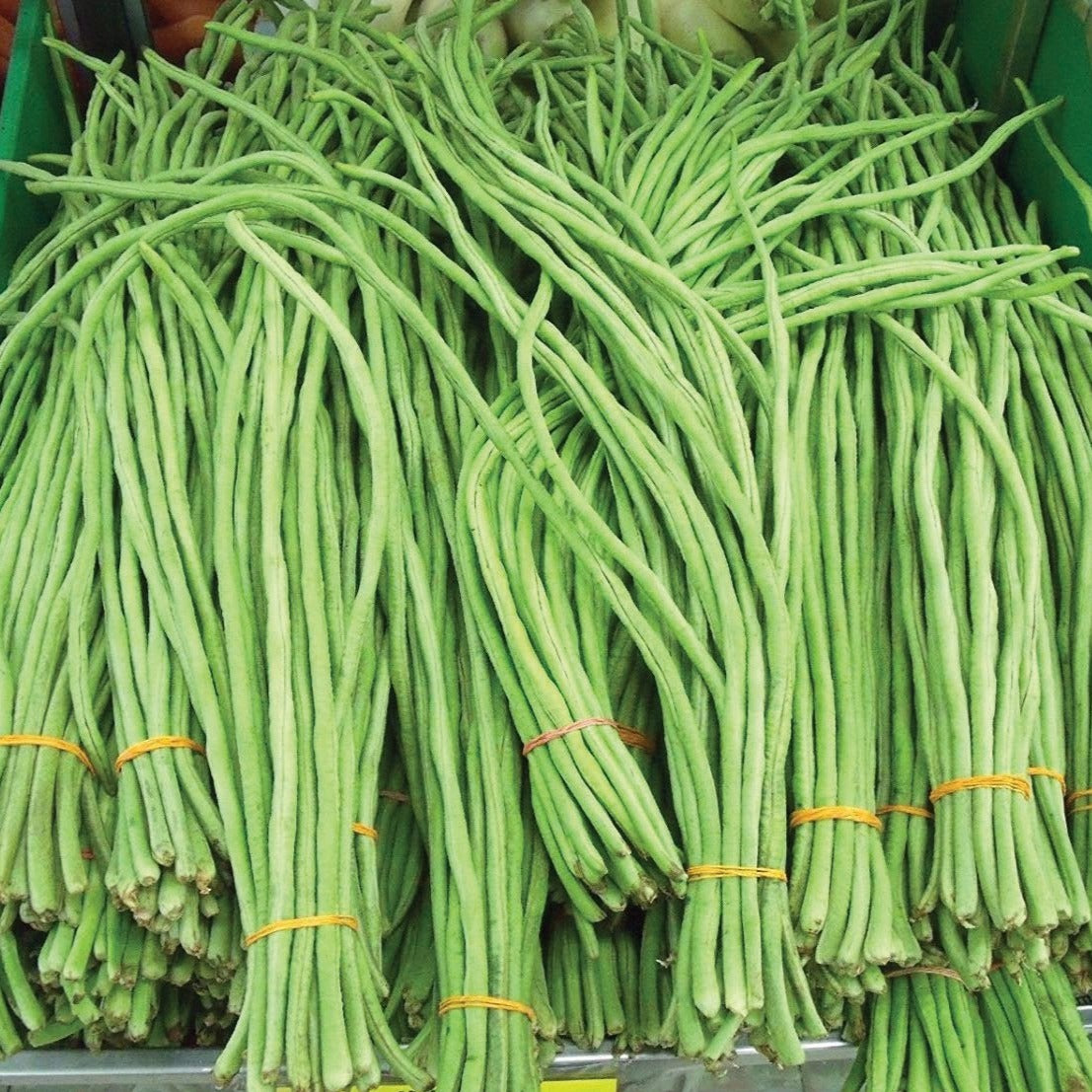 Oriental Yard Long Bean (Pole) by MIgardener