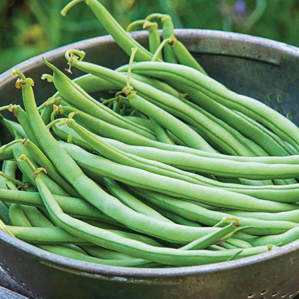 Topcrop Bean (Bush) by MIgardener