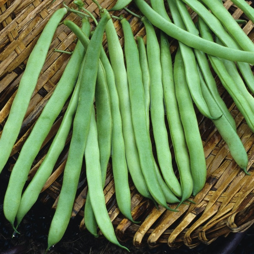 Kentucky Wonder Bean (Pole) by MIgardener