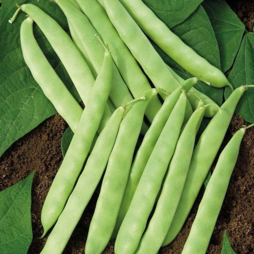 Roma II Bean (Bush) by MIgardener