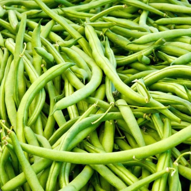 Landreth Bean (Bush) by MIgardener
