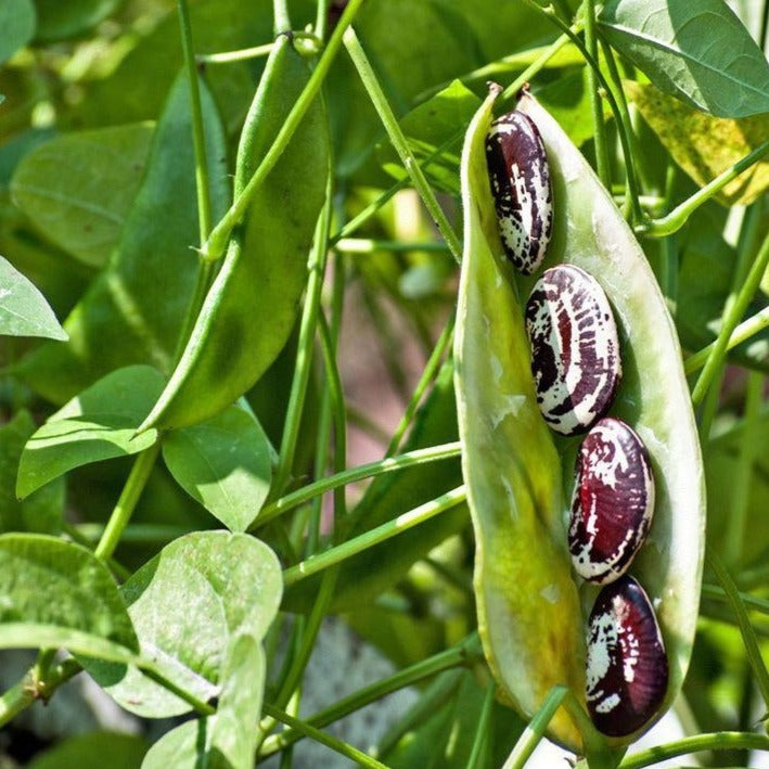 Christmas Lima Bean (Pole) by MIgardener