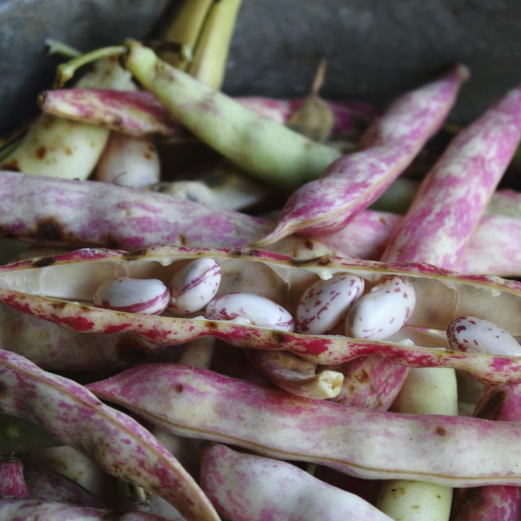 Pinto Bean (Bush) by MIgardener