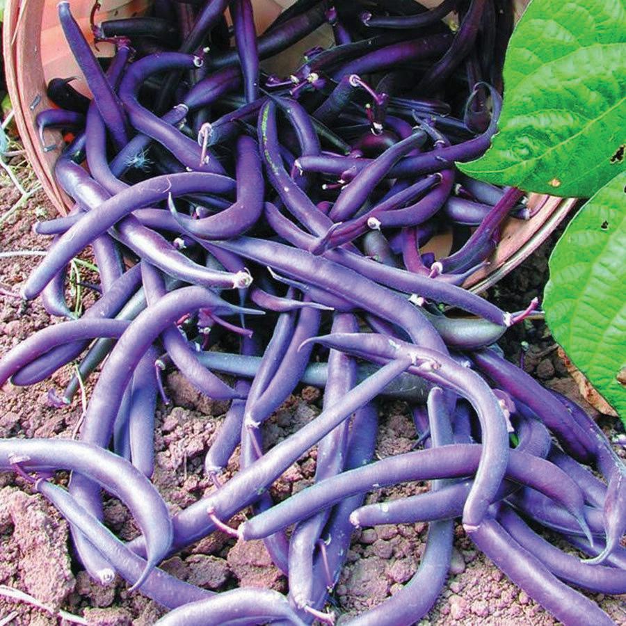 Royal Burgundy Bean (Bush) by MIgardener