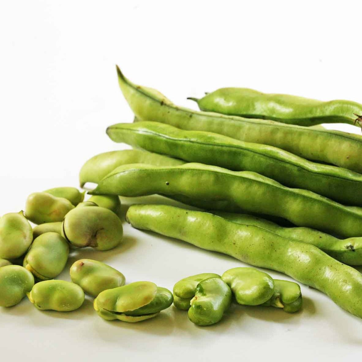 Broad Windsor Fava Bean (Bush) by MIgardener