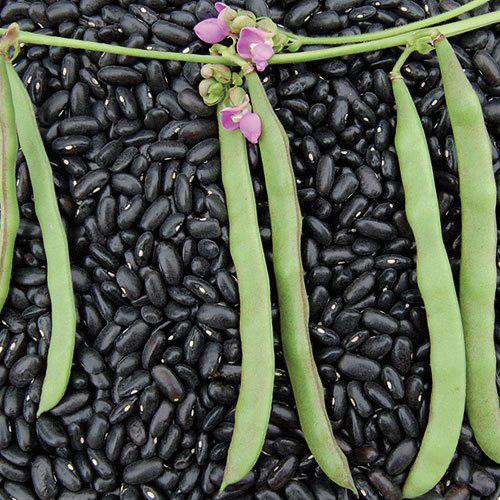 Cherokee Black Bean (Pole) by MIgardener