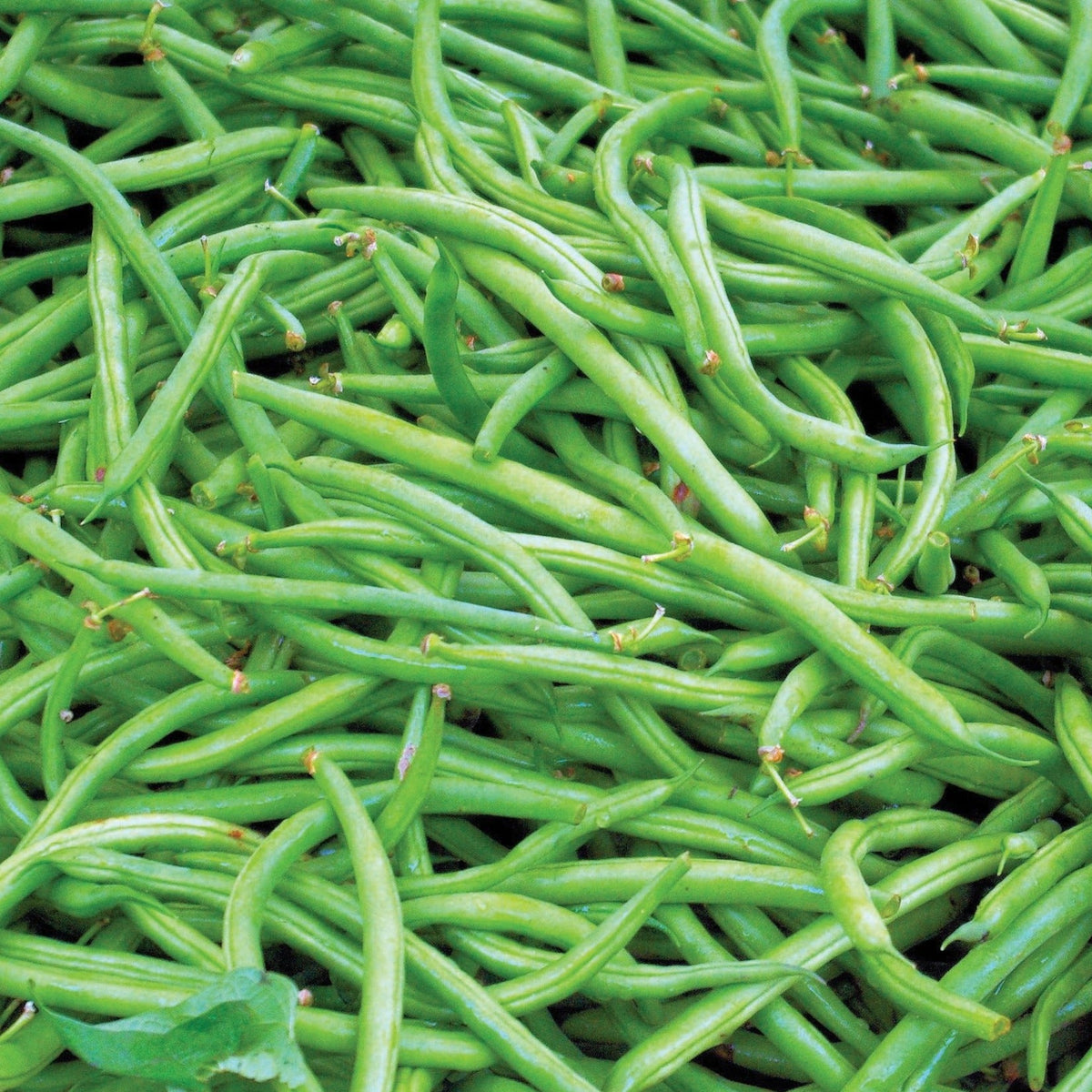 Contender Bean (Bush) by MIgardener
