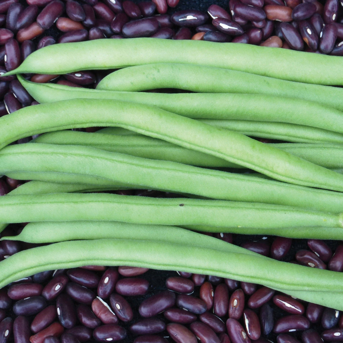 Provider Bean (Bush) by MIgardener