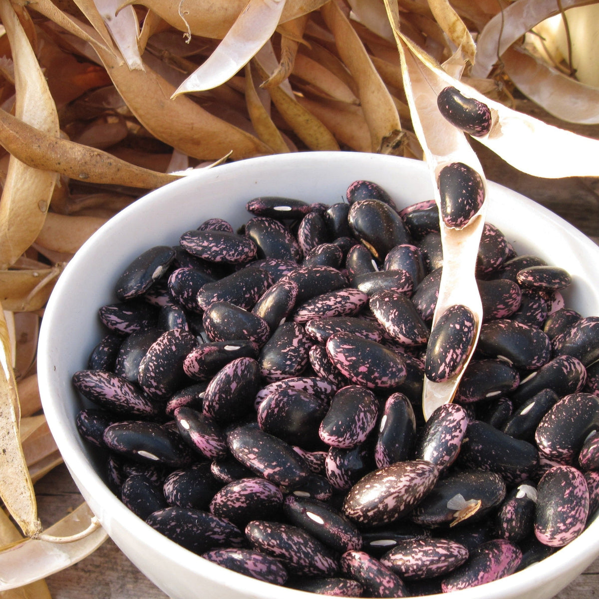 Sunset Runner Bean (Pole) by MIgardener