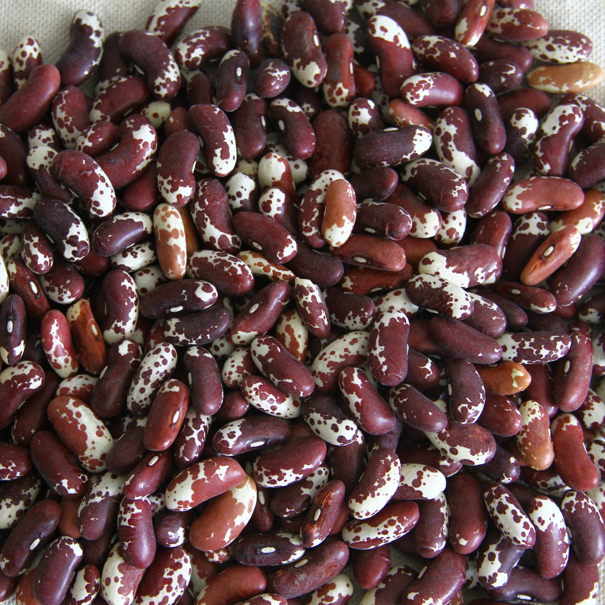 Jacob's Cattle Bean (Bush) by MIgardener