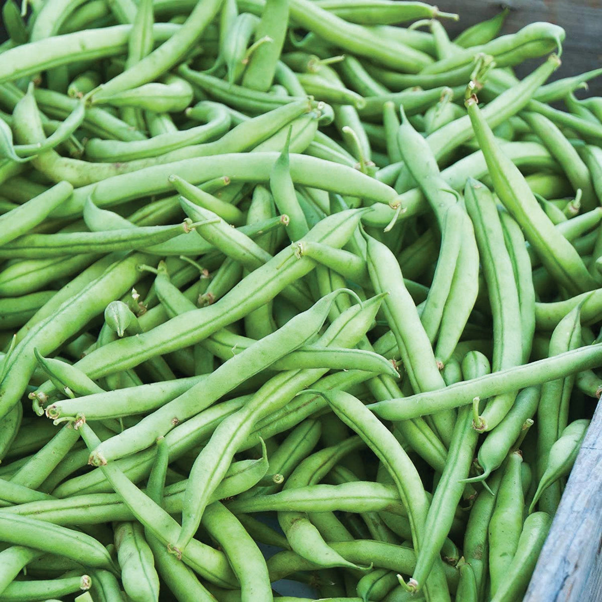 Strike Bean (Bush) by MIgardener