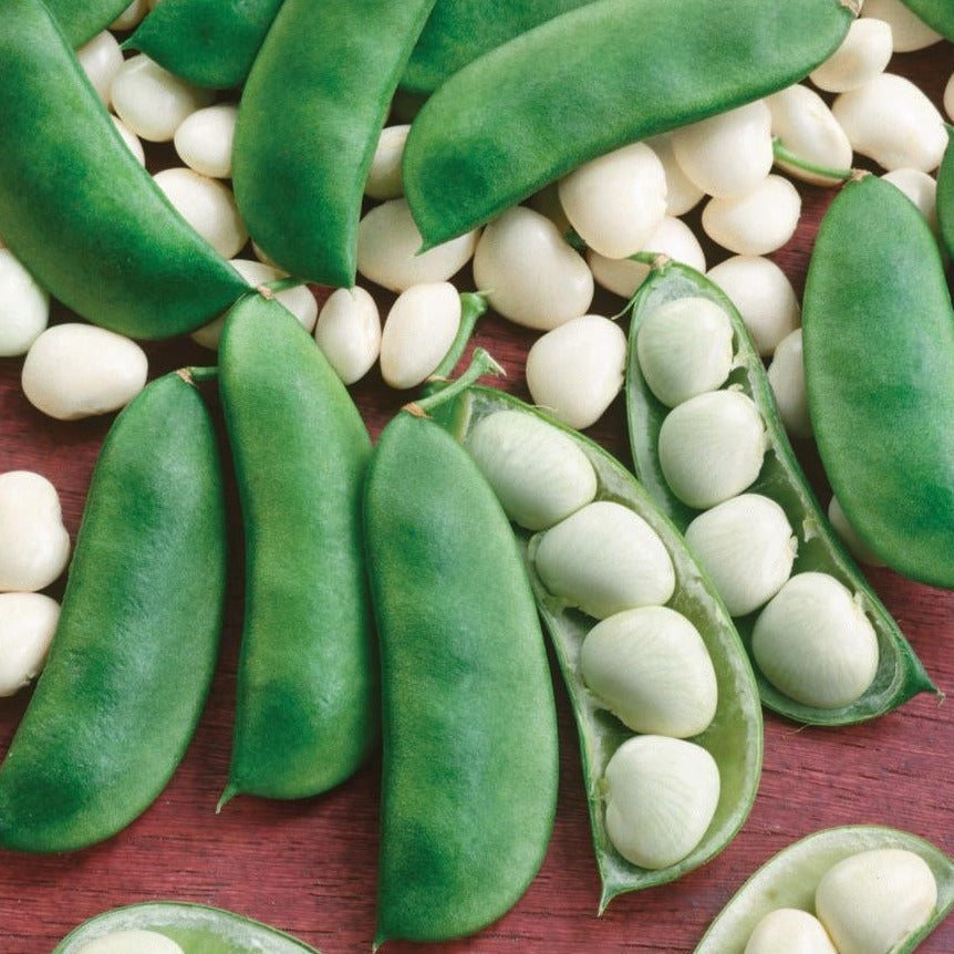 Henderson Lima Bean (Bush) by MIgardener