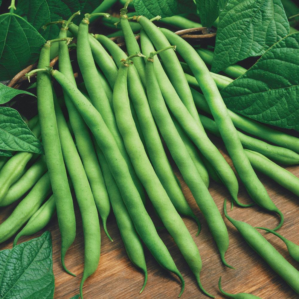 Blue Lake Bush Bean by MIgardener