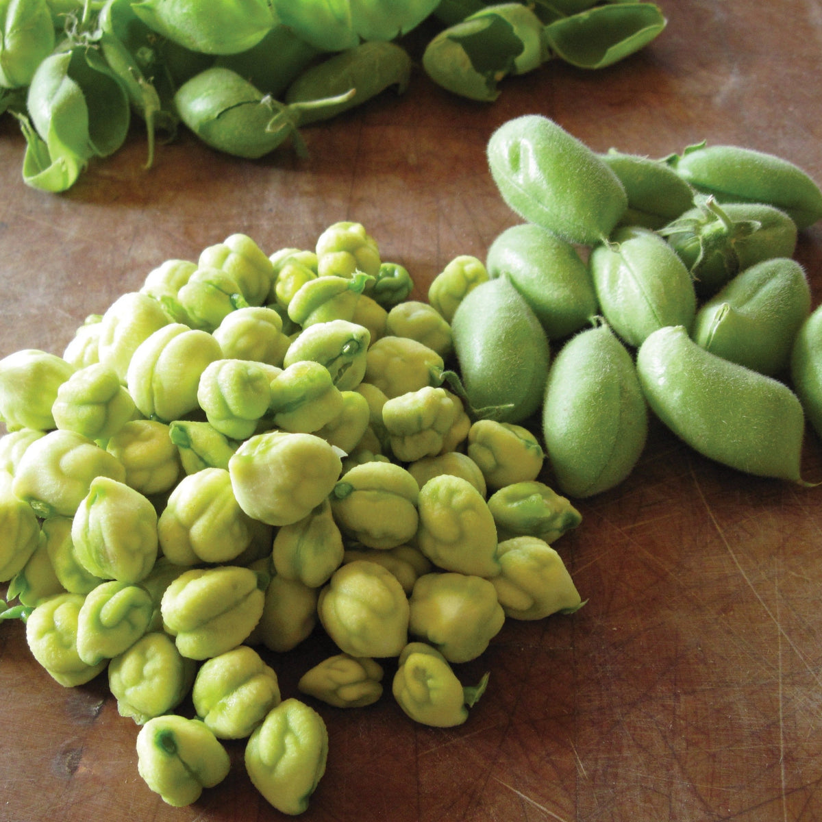 Garbanzo Bean (Bush) by MIgardener