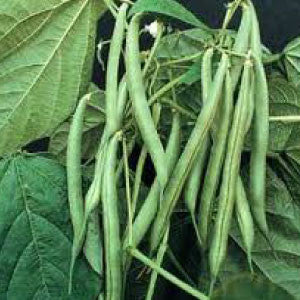 BEAN Seeds, Blue Lake Pole