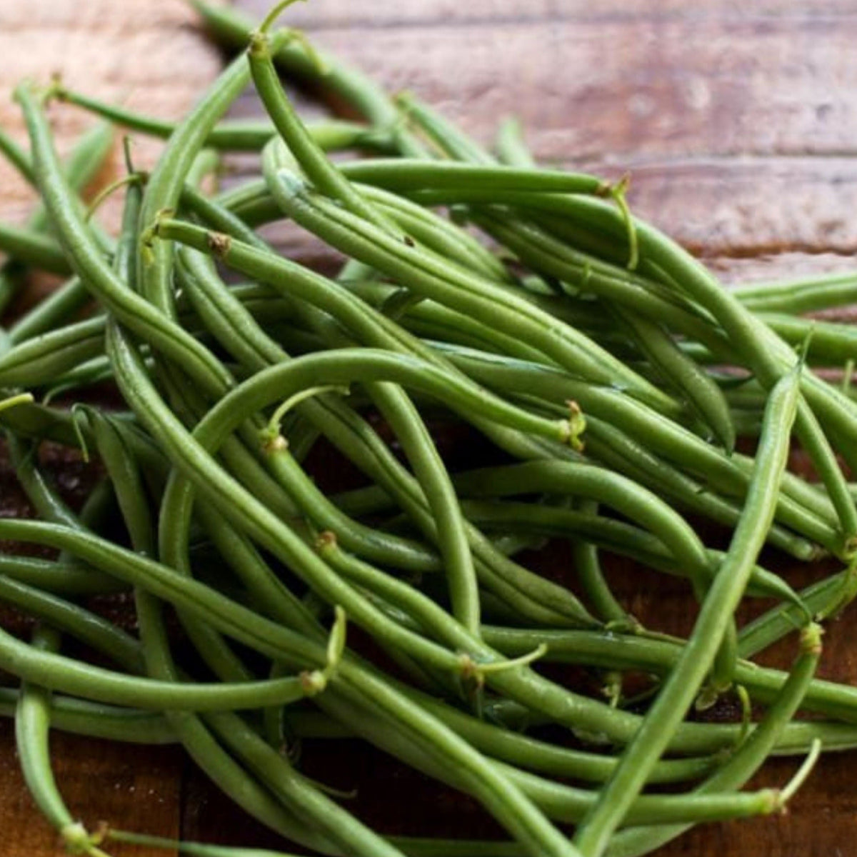Maxibel Haricot Bean (Bush) by MIgardener