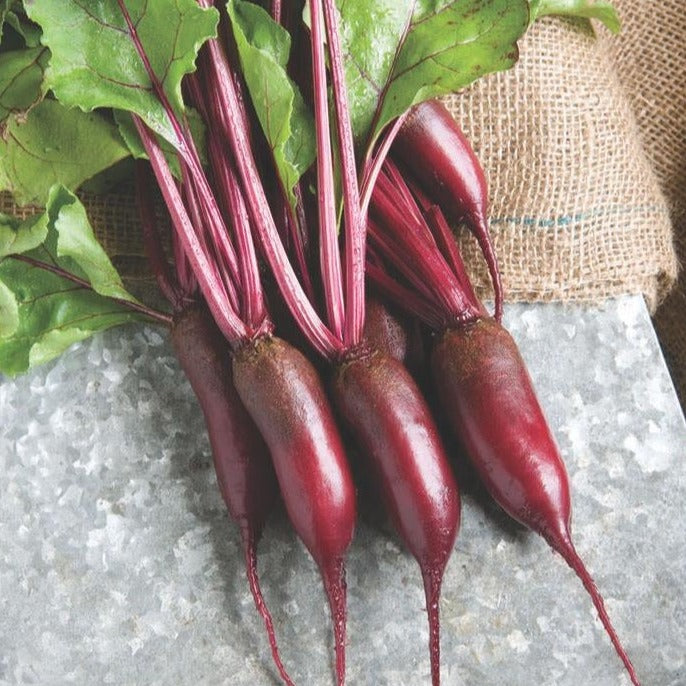 Cylindra Beet by MIgardener