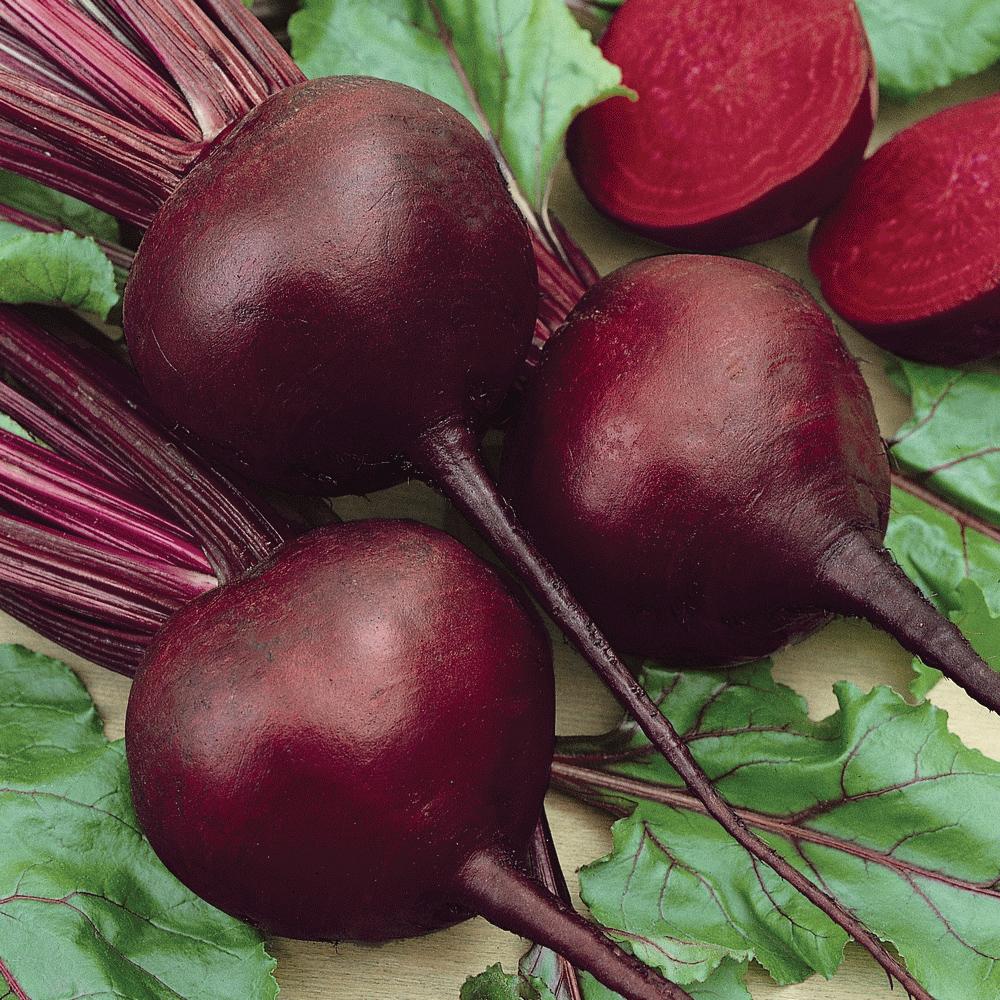 Detroit Dark Red Beet by MIgardener
