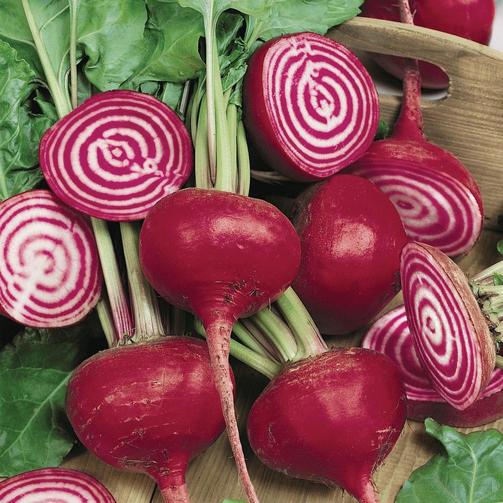 Chioggia Beet by MIgardener