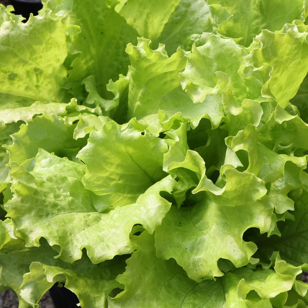 Black Seeded Simpson Lettuce by MIgardener