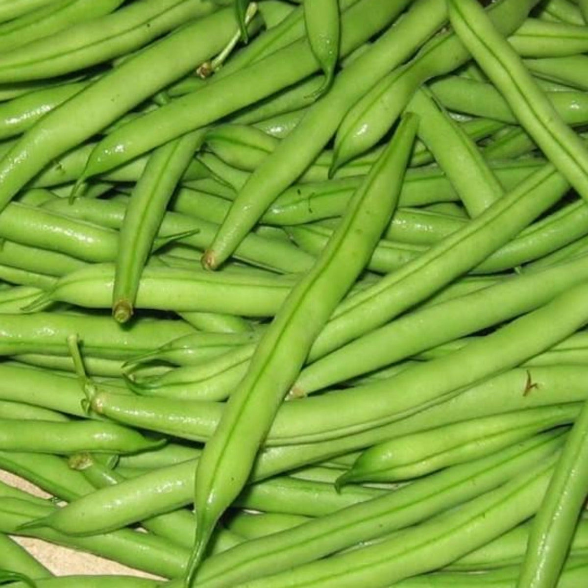 Blue Lake Bush Heirloom Green Bean Seeds by Papaws Garden Supply