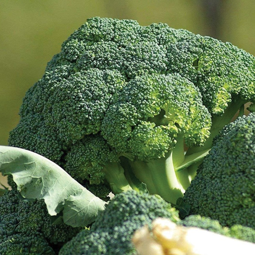 Waltham 29 Broccoli by MIgardener