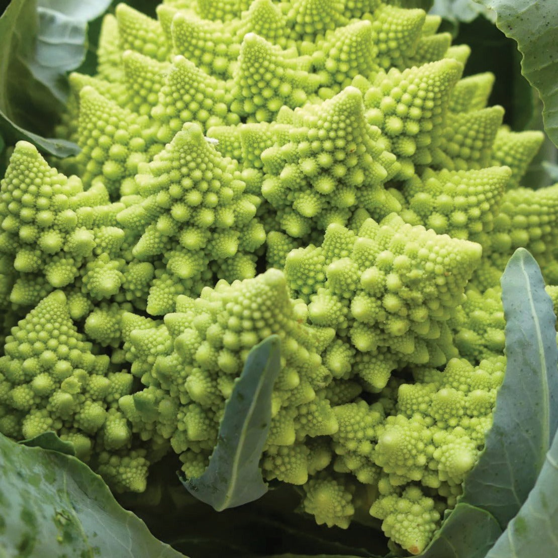 Romanesco Broccoli by MIgardener