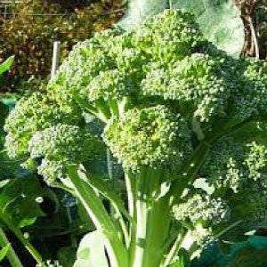 BROCCOLI Seeds, Calabrese