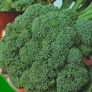 BROCCOLI Seeds, Waltham