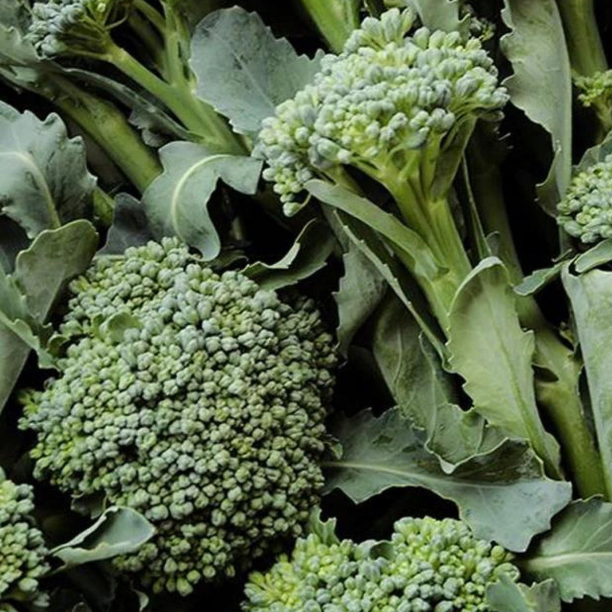 De Cicco Broccoli by MIgardener